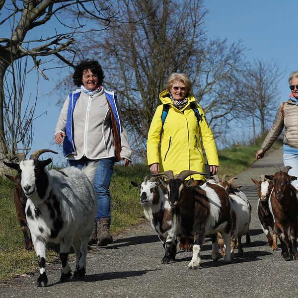 Naturpark-Gstefhrerin Monika Schmidlin mit ihren Ziegen und Gsten  M. Schmidlin